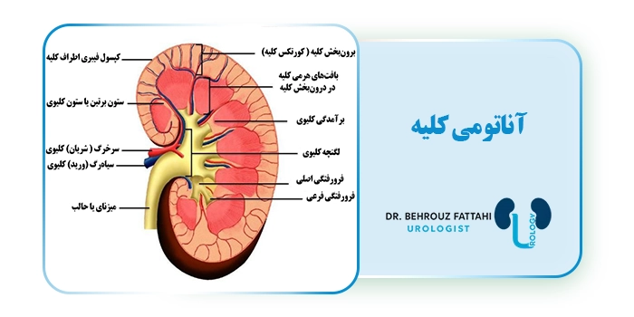 آناتومی کلیه
